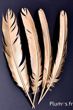 Paon bleu - 30-35  cm - doré